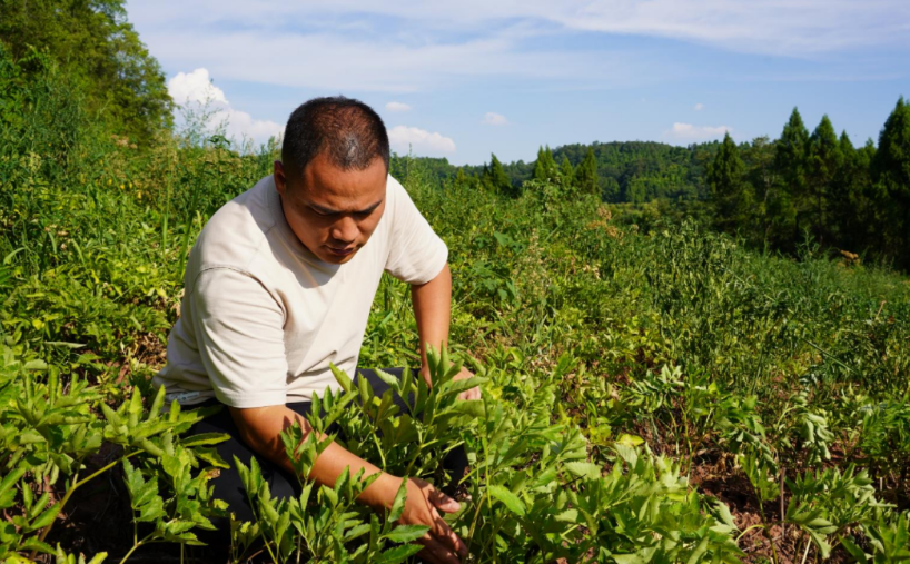 资阳中药材种植基地迎来丰收季 丹参、白芷产量创新高